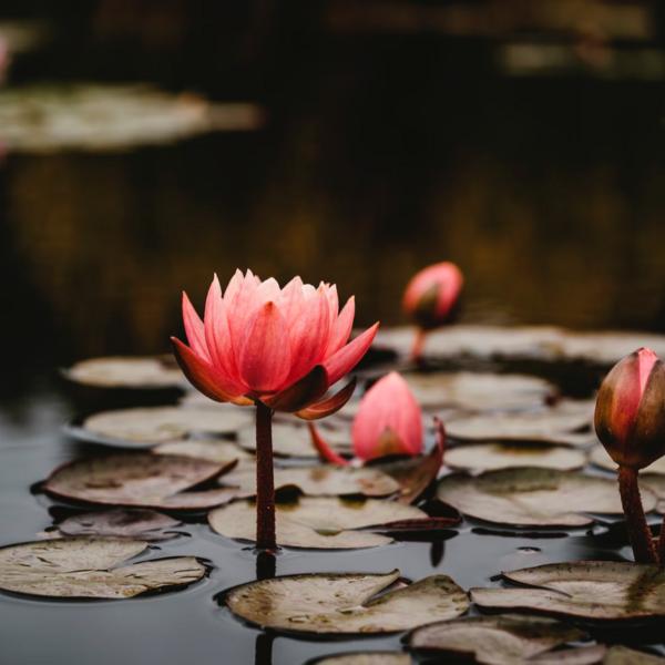 Botaniske have