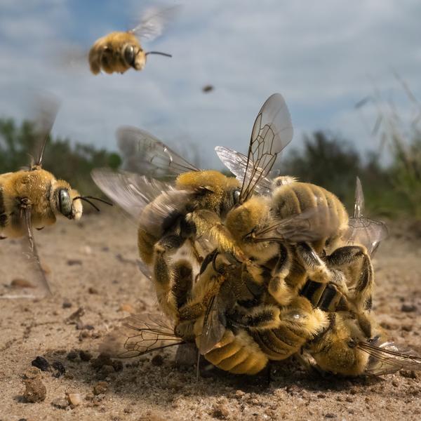 © Karine Aigner - Wildlife Photographer of the Year