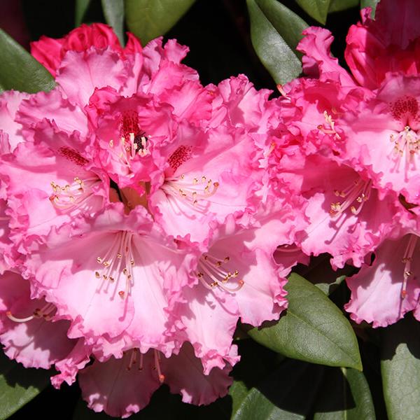 Blomster Botanisk Have