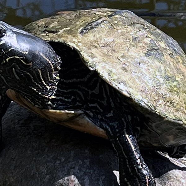 Nordamerikansk-Terrapin_Botanisk-Have-1100x600 Nordamerikansk Terrapin i Botanisk-Have