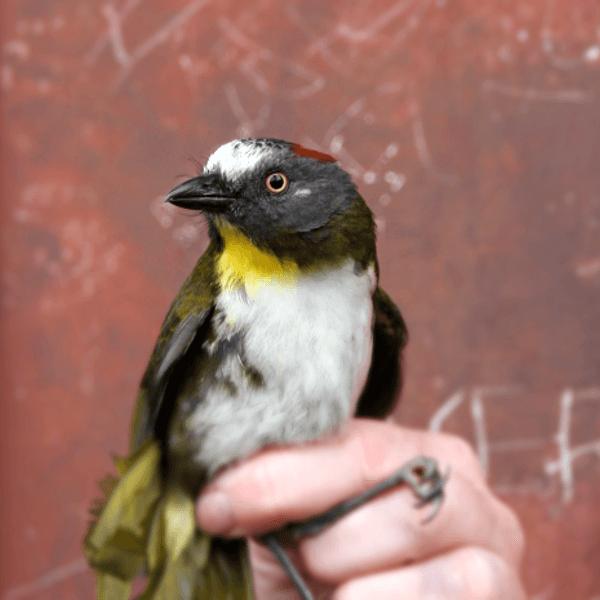 En af de nye giftfugle er "rødnakket klokkefugl" (Aleadryas rufinucha) Foto: Knud Jønsson