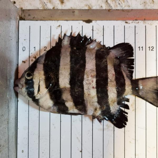 Stribet knivkæbefisk fra Kattegat. Foto René Erlandsen