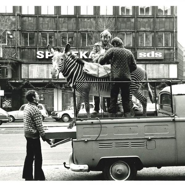 Zebra flyttes på laddet af en vogn, 1974.