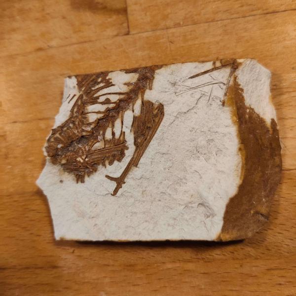 Fiskefossil