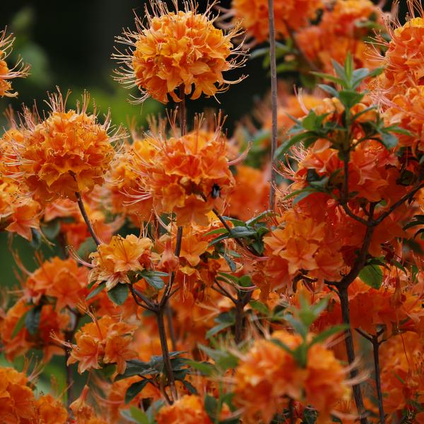 Blomster i botanisk have