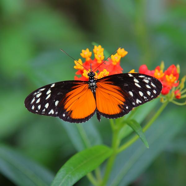Cream-spottet tigerwing i Sommerfuglehuset