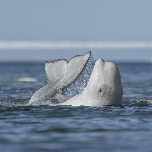 © Mark Williams, Wildlife Photographer of the Year