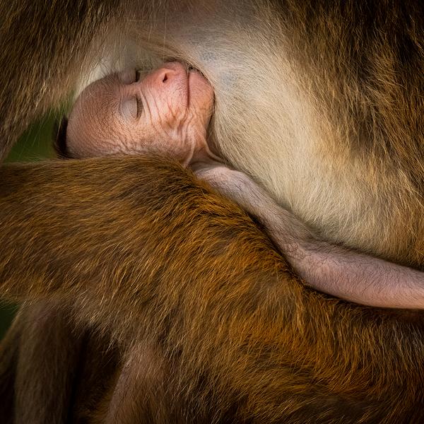 En ung sri lanka-makak sover i en voksen makaks arme. © Hikkaduwa Liyanage Prasantha Vinod, 'Wildlife Photographer of the Year'