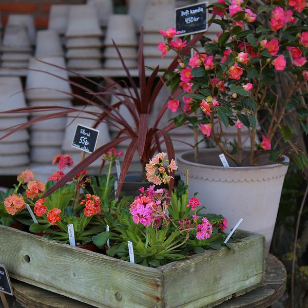 Blomster ved butikken