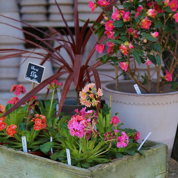 Blomster ved butikken