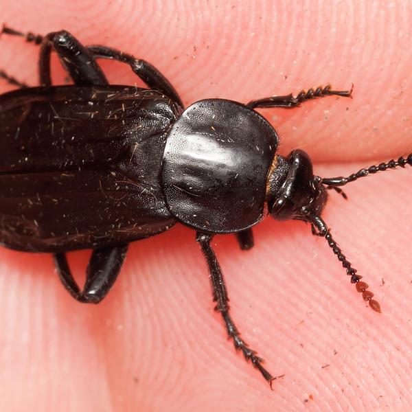 Ligrøver er en stor ådselbille på op til 2,5 cm med et morbidt, men sigende navn. Foto: Kasper Malmberg.