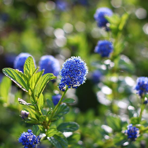 Ceanothus griseus