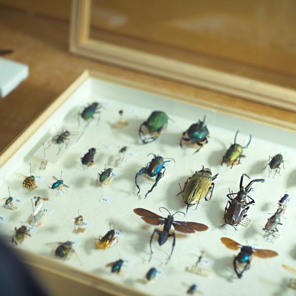 Genstande fra den entomologiske samling digitaliseres.