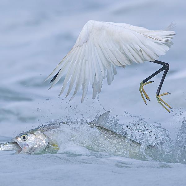 Qingrong Yang fra Kina tager billedet ved Yundang-søen nær sit hjem med perfekt timing, i det øjeblik en ladyfisk snupper sit bytte lige for næbbet af en silkehejre. 
