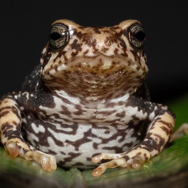 En af de tre nye tudsearter, som hedder Nectophrynoides luhomeroensis - Statens Naturhistoriske Museum