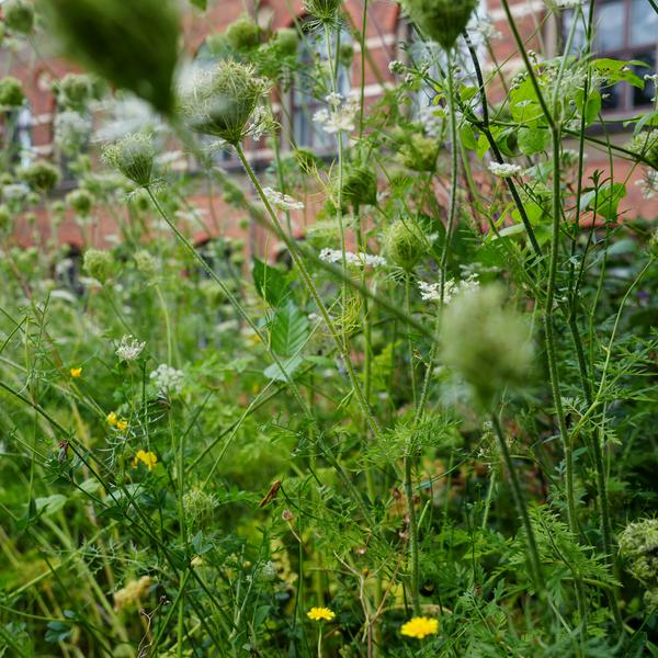Plads til liv-område i Botanisk Have