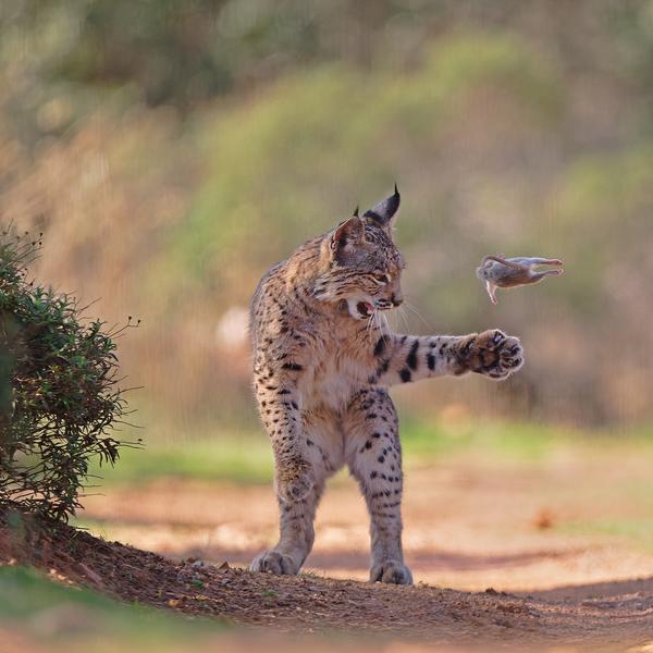 Josef Stefan, Wildlife Photographer of the Year