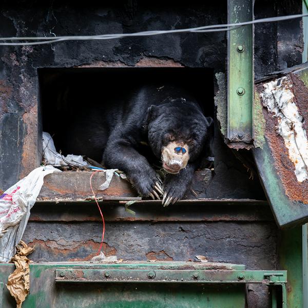 Den danske naturfotograf Mogens Trolle skildrer i sit billede Into the Furnace en malajbjørn, der har fundet ly i en ovn