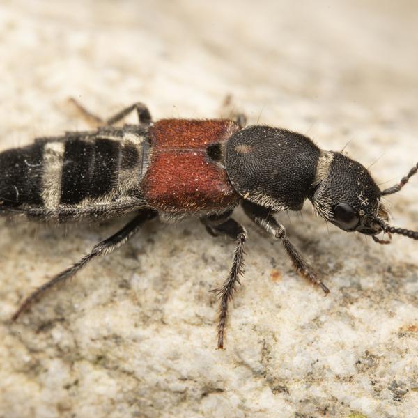 Et fundet eksemplar af rovbillen Platydracus collaris.