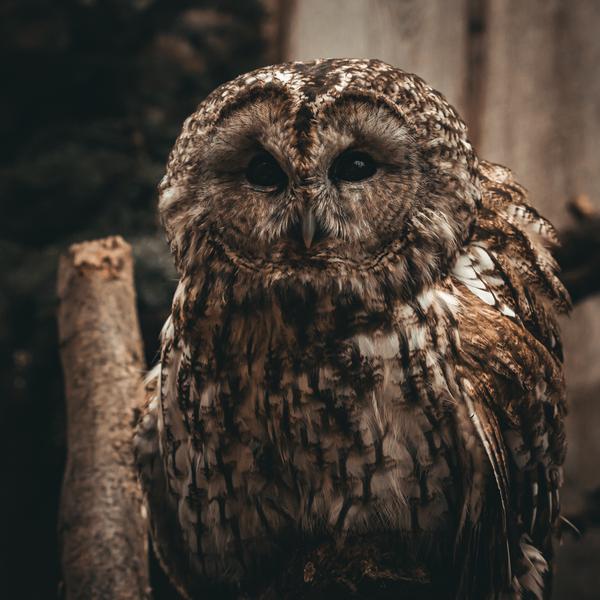 Natugle