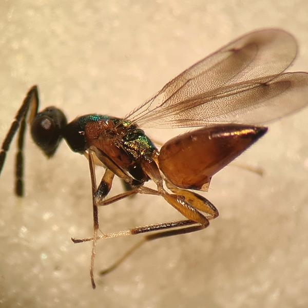 Hemiptarsenus ornatus der for første gang er registreret i Danmark.
