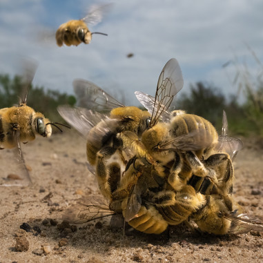 © Karine Aigner - Wildlife Photographer of the Year
