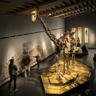 Zoologisk Museums ikoniske dinosaur Misty