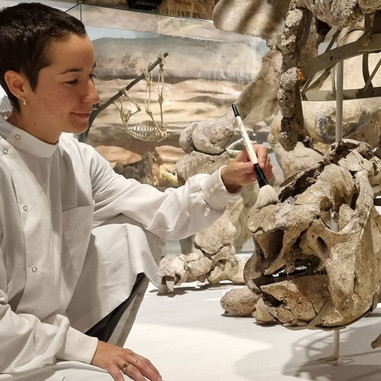 Bethany Palumbo, museets ledende konservator, i fuld gang med at rengøre den store glyptodon på Zoologisk Museum.
