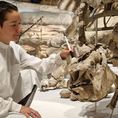 Bethany Palumbo, museets ledende konservator, i fuld gang med at rengøre den store glyptodon på Zoologisk Museum.