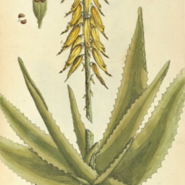 Tegning Aloe vera af Elizabeth Blackwell 