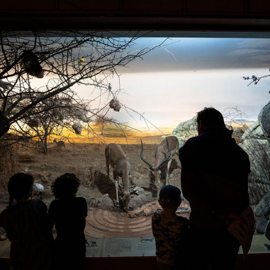 Udstilling på Zoologisk Museum