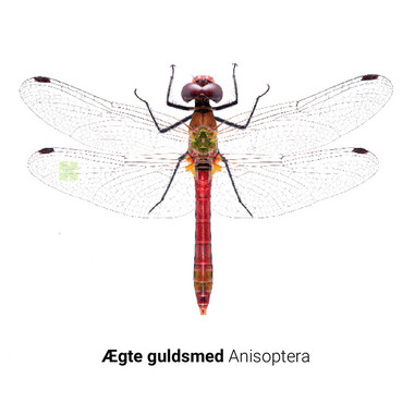 Bugdex-anisoptera-StatensNaturhistoriskeMuseum