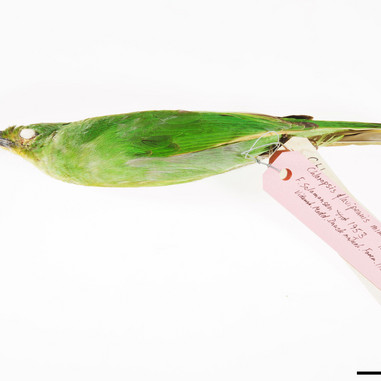 En grøn filipinsk bladfugl fra museets samling. 