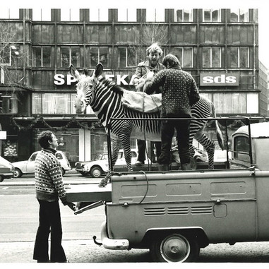Zebra flyttes på laddet af en vogn, 1974.