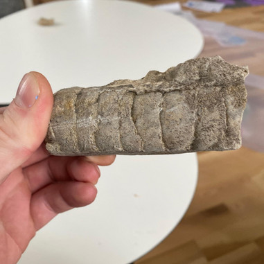 Forstenet blæksprutte