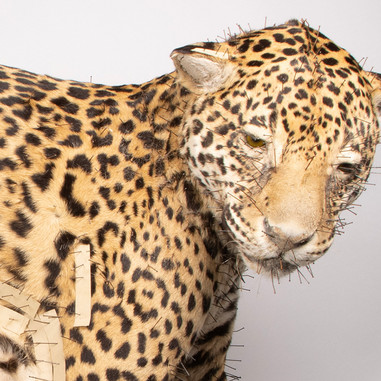 Ufærdig udstoppet jaguar med søm i skindet