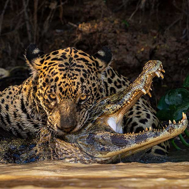 Dødbringende bid. Ian Ford (Storbritannien) dokumenterer øjeblikket, da en jaguar bider en kaiman ihjel i Pantanal. 