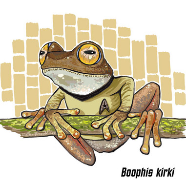 Boophis kirki. illustration: Alice Petzol