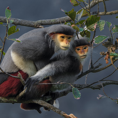 Det smukke foto af røde douc-langurer, der parrer sig i den skovklædte Sơn Trà-halvø i Vietnam. © Ivan Ivanek, Wildlife Photographer of the Year