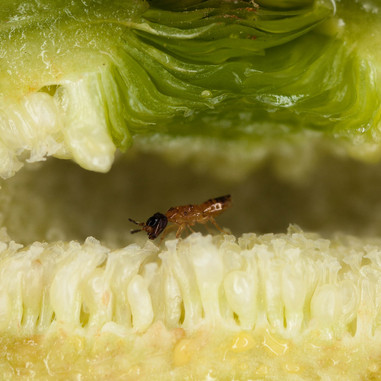 FigenplanterOgFigenhvepse