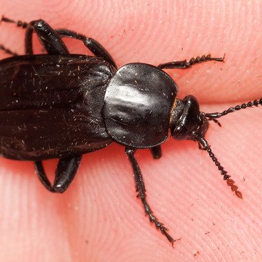 Ligrøver er en stor ådselbille på op til 2,5 cm med et morbidt, men sigende navn. Foto: Kasper Malmberg.