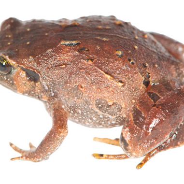 Rhombophryne mavokely-frø fra Madagaskar