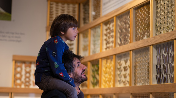 Barn studerer sommerfugle på skuldrene af far