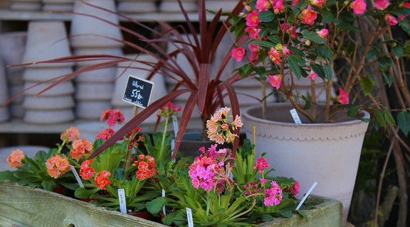 Blomster ved butikken