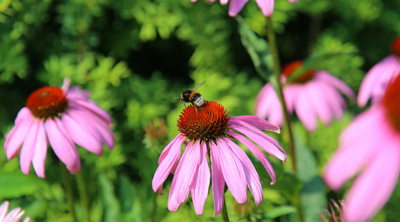 Blomst og bi