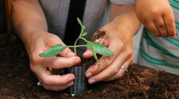 Hænder der planter stikling