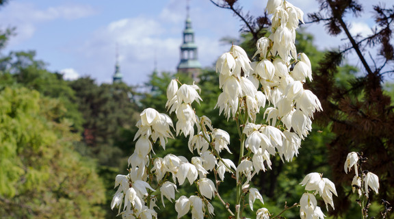 Udsigt fra Observatoriehøjen i Botanisk Have