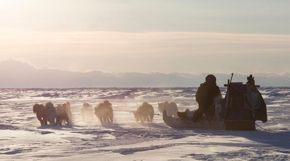 Qimmeq grønlandske slædehunde