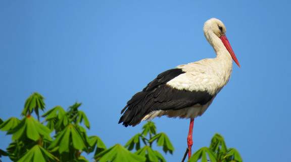 Stork