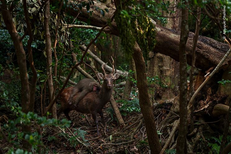 Atsuyuki Ohshimas billede fra Wildlife Photographer of the Year